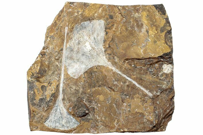 Two Fossil Ginkgo Leaves From North Dakota - Paleocene #232009